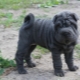 Blue Shar Pei: description and features of the content