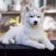 Characteristics and content of husky puppies age 3 months