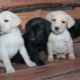 Characteristics and care for Labrador puppies age 1 month