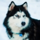 Huskies: characteristics, varieties and cultivation