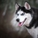 Husky with blue eyes