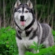 Husky with different eyes