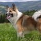 Icelandic dog: description and content