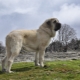 Spanish mastiff: what is this dog and how to properly care for it?