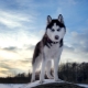 Husky breed origin history