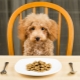 How and what to feed the poodle?