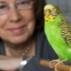 How to teach a wavy parrot to talk?