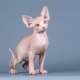 What is the name of a sphinx cat?