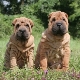 How to raise Sharpei?