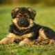 How to choose a puppy German shepherd?