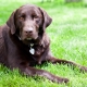 What sizes are labradors?