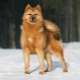 Karelian-Finnish Laika: breed description and cultivation