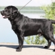 Dwarf Labrador: how to look and how to care for him?