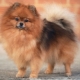 Dwarf Spitz: description of the breed, pros and cons, content