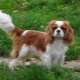 Cavalier King Charles Spaniel: everything you need to know about the dog breed