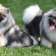 Keeshond: breed features and subtleties of content