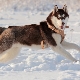 Brown husky: color and content