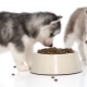 Husky food: types and subtleties of choice