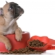 Foods for the French Bulldog: what are and how to choose?