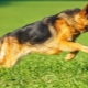 Short-haired German shepherds: description and features of care