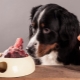 Dog bones: what can be given and which can not be fed?