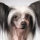 Bald Chinese Crested Dog: description and conditions for its maintenance