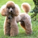 Small poodles: description, color variations, content features