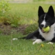 Karelian Bear Dog: breed description and content