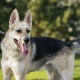 Metis Sheepdogs and Huskies: description, nature and content