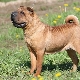 Sharpei dog breeds: the types and content of dogs