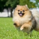 German Spitz: description and recommendations for the content