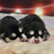 Newborn Husky puppies: description and care