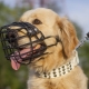 Does the labrador need a muzzle and how to choose it?