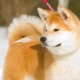 Nuances of education and training of Akita Inu