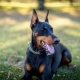 Is it necessary to arrest Doberman’s ears and tail, or can it be left unbroken?