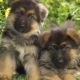 Description and content of a German Shepherd puppy at 1 month