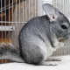 Features of the content of chinchilla at home