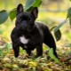 Features care for the French Bulldog