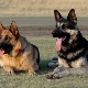 Differences of a German shepherd from East European