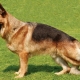 German Shepherd Dog Parameters: Weight and Height by Month