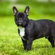 Pros and cons of the French Bulldog breed