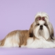 Pros and cons of Shih Tzu breed