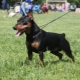 Pros and cons of the Zergpinscher dog breed