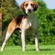 Breeds of dogs of medium size: common features, species with a description, selection, care