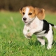 Beagle sizes: weight and height of dogs by months