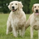 Retriever and Labrador: what is the difference?