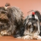 Russian colored bichonas: features, temperament, choice and care