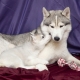 Sakhalin Husky: breed description and cultivation