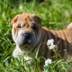 Shar Pei: breed characteristics, pros and cons