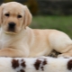 Labrador puppies in 2 months: characteristics and content